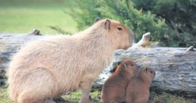 Kapibara ailesine 2 üye daha katıldı