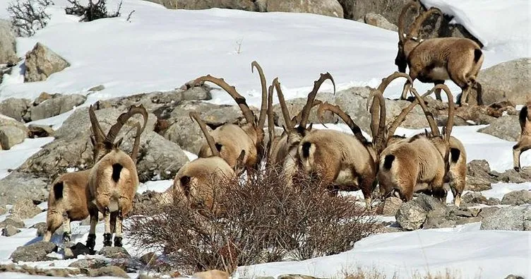 Sayıları 2 bin 200’e yükseldi