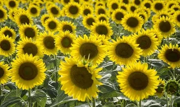 Ayçiçeği ön alım fiyatı belli oldu