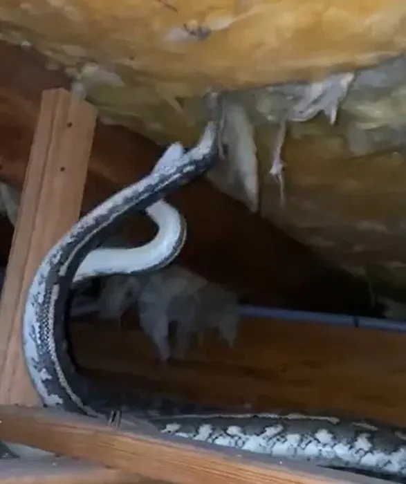 Tavandan gelen sesler sonrası duvarı kırdı: Genç kadının 2 dev yılanı yakaladığı anlar izlenme rekoru kırdı!