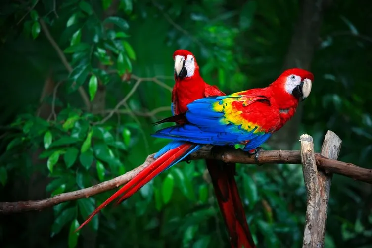 Papağan Fiyatları 2024 - Yavru Sultan, Jako, Sevda, Pakistan, Forpus, Kakadu, Macaw ve Amazon Papağanı Fiyatları