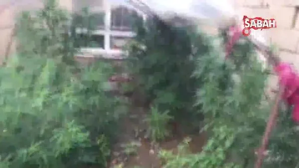 Adana'da bahçesine ektiği kenevirleri sarmaşıklarla gizleyen zanlı yakalandı