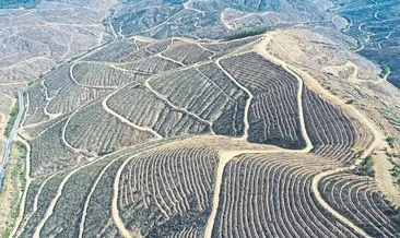 Küllerinden doğacak