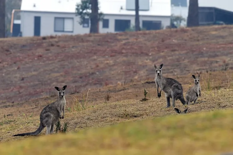 Avustralya yanıyor! NASA'dan korkutan görüntü...