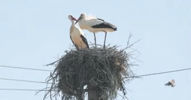 Yuvaları 15 yıldır aynı direkte