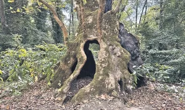 Anıt ağaçlar hafızayı ayakta tutuyor