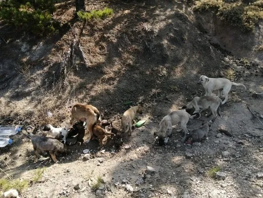 Çevre ilçe ve beldelerden toplanan sokak köpekleri Doğanlar köyüne bırakılıyor