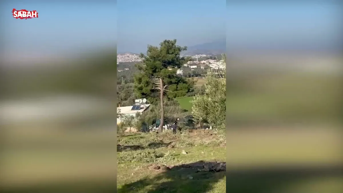 SABAH ortaya çıkarmıştı! Zeytin ağacı katliamında şok görüntüler… | Video videosunu izle SABAH ortaya çıkarmıştı! Zeytin ağacı katliamında şok görüntüler… | Video videosunu izle