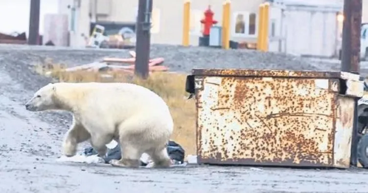 Alaska’da kutup ayısı 2 kişiyi öldürdü