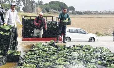 Ispanakta zehirli ot bilmecesi