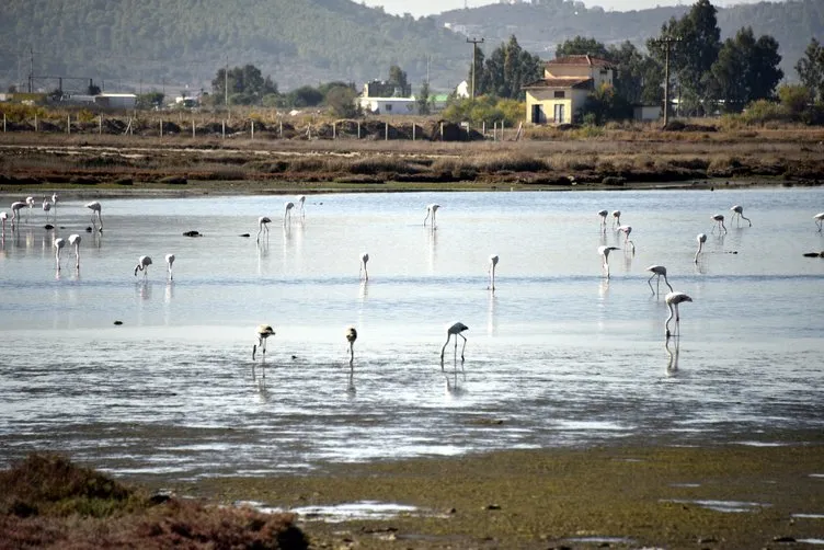 Flamingolar Bodrum’a gelmeye başladı