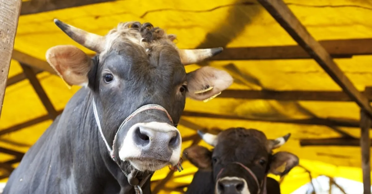 islami usullere uygun kurban kesimi