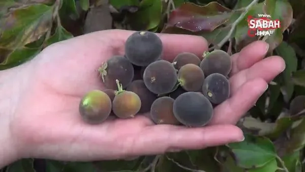 Bu meyve Türkiye’de ilk kez üretildi | Video