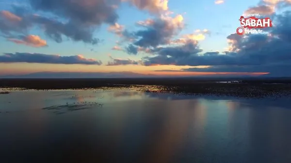 Kızılırmak Deltası Kuş Cenneti'nden mest eden görüntüler | Video