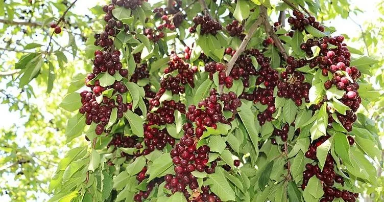 Erzincan Ovası’na bereket yağıyor