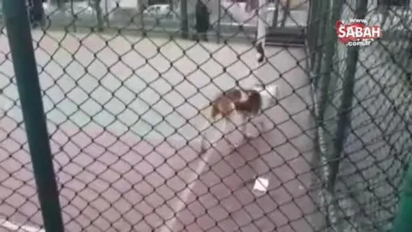 Yine pitbull dehşeti! Sultangazi'de basketbol oynayan iki çocuğa pitbull cinsi köpek saldırdı | Video