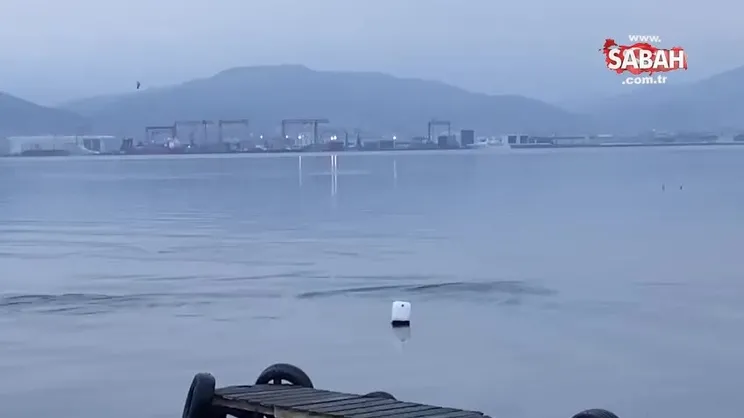 İzmit Körfezi'nde yunuslardan görsel şölen
