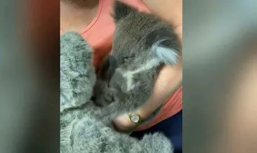 Öksüz koala, oyuncak ayıyı annesi zannetti