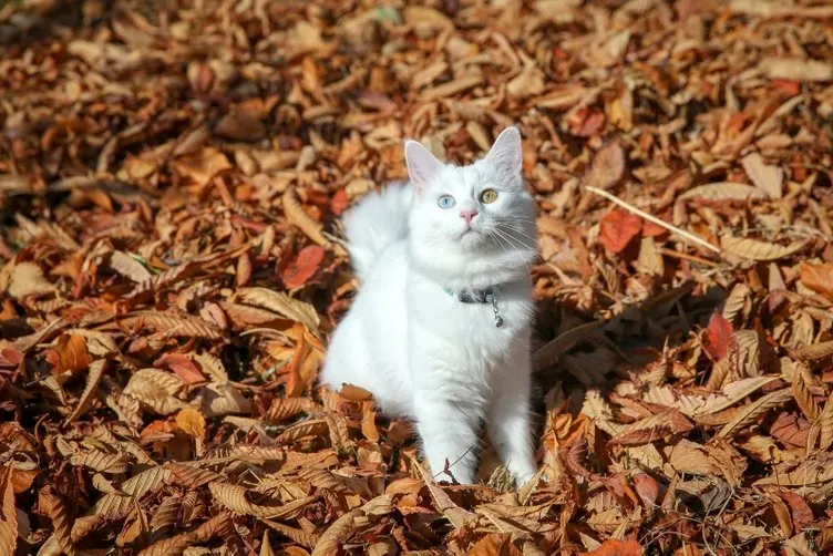 Van kedisi Su en güzel kedi seçildi Galeri Yaşam
