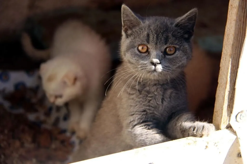 Gümrükten ihale ile kedi satışı Sayfa 1 FotoHaber Yaşam 11