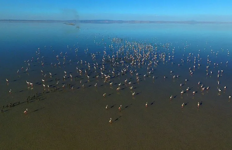 Tuz Gölü’nde ’flamingo kreşi’