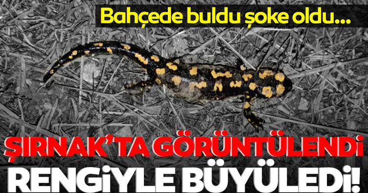 Şırnak’ta Türk semenderi görüntülendi! Nesli tükenme tehlikesi altında...