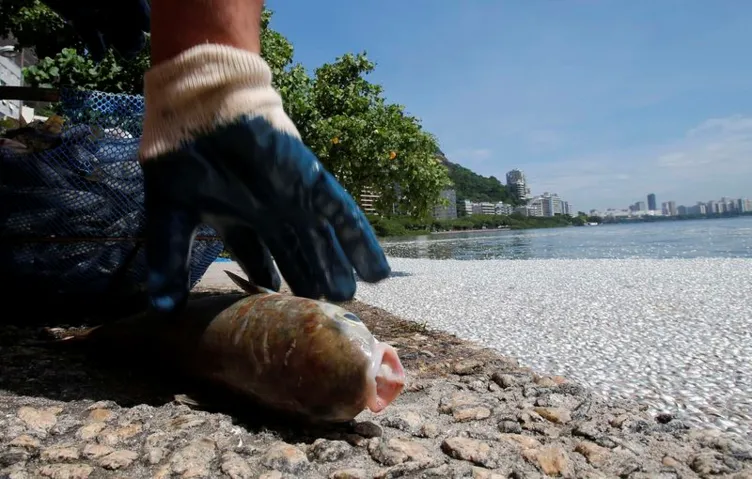 Brezilya’da şok eden ölü balık görüntüleri
