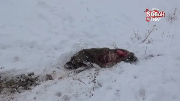 Kars’ta aç kalan kurtlar domuzlara saldırdı | Video