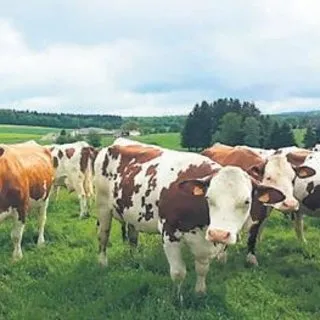Canlı hayvan ithalatı yüzde 63 azaldı