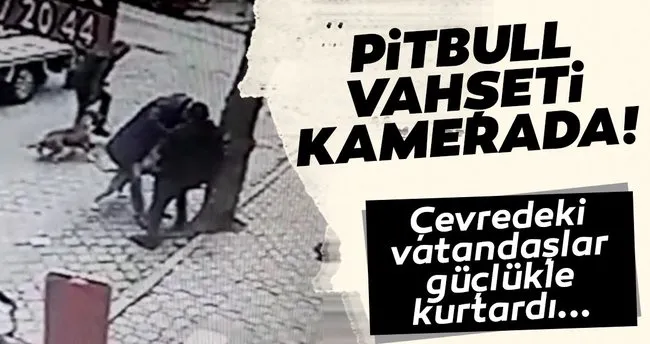 manisa daki pitbull vahseti kamerada