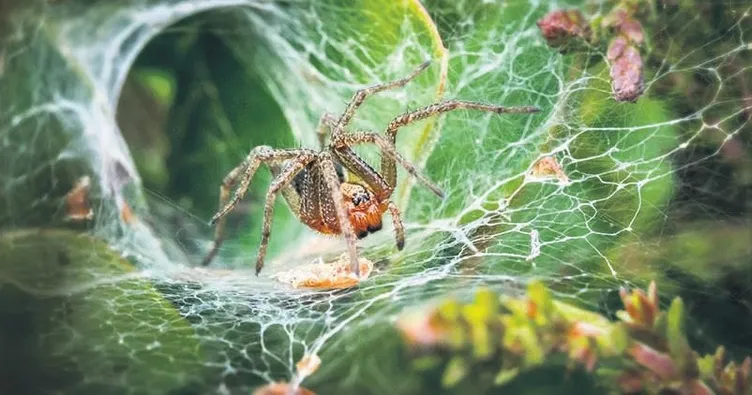 Ölümcül örümceğin en büyüğü bulundu