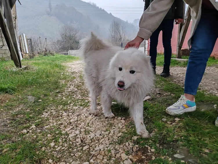 Sahibine küsen köpek çatıya çıktı: Çok alıngan babamla sorun yaşamış!