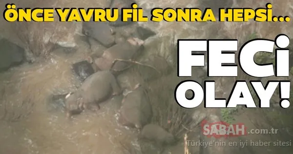 Tayland'da feci görüntüler! Bebek fil şelaleye düşünce...