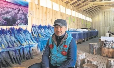 Lavantanın altın çağı