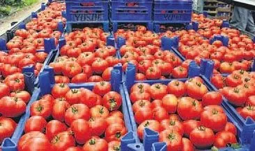 Rusya, domates ithalatına ‘yeşil ışık’ yaktı