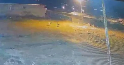 Kars'ta aç kurtlar köpeğe saldırdı! #kars