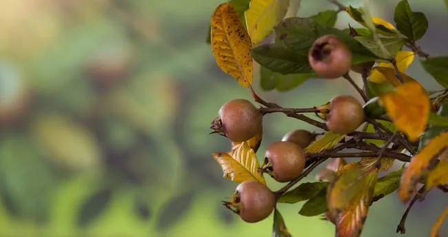 Töngelin Faydaları Nelerdir? Töngel Ne İşe Yarar ve Hangi Hastalıklara İyi Gelir?