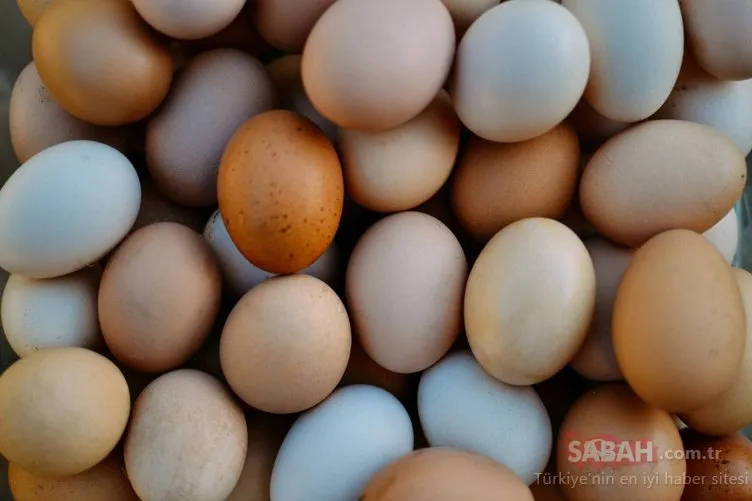 Kanser ilaçları yumurtlayan tavuk yetiştirildi!