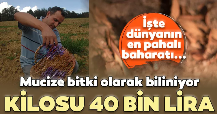 Safran çiçek açtı, kilosu 40 bin lira