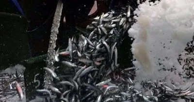 Son dakika! Balık sezonu bereketli başladı!  Çanakkale’de tonlarca sardalya yakalandı