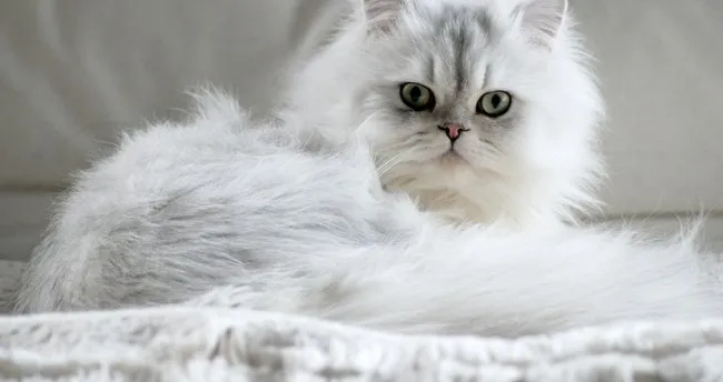 Chinchilla Kedi Özellikleri ve Bakımı - Chinchilla Kedi Nasıl Bakılır ve Ne Kadar Yaşar?