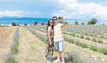 Lavanta sezonu başladı