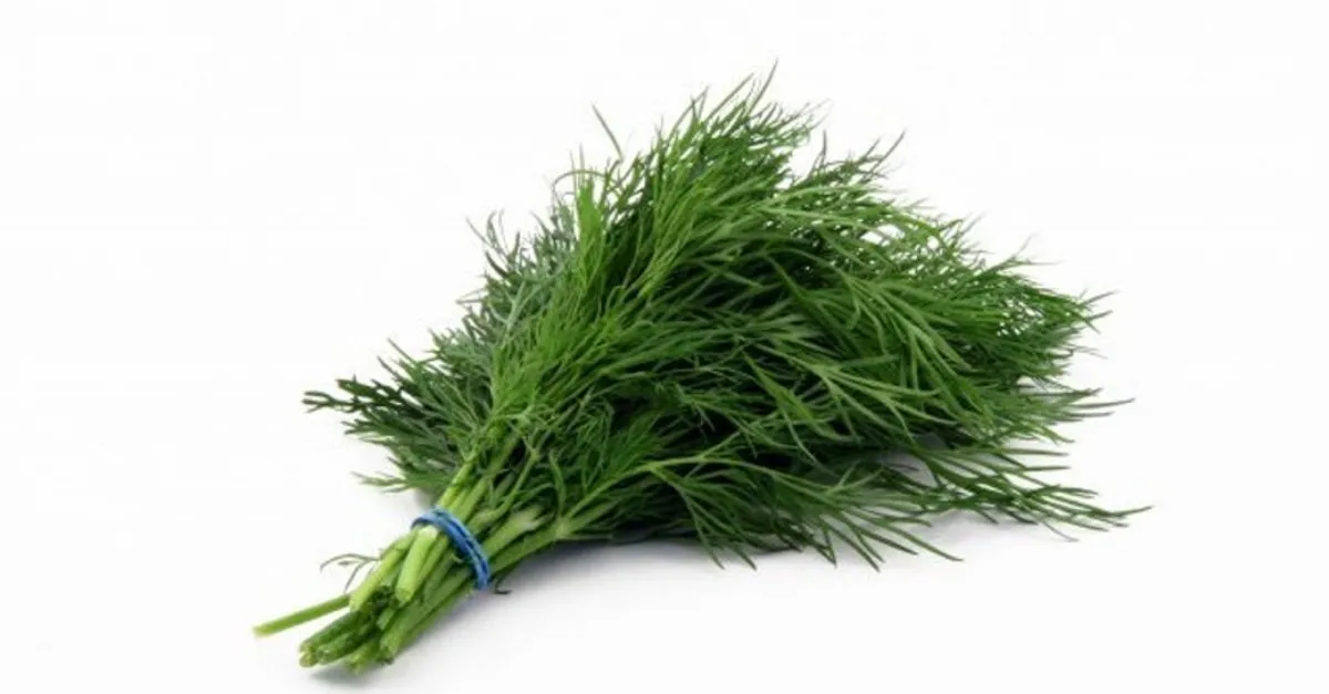 dereotunun faydalari nelerdir dereotu