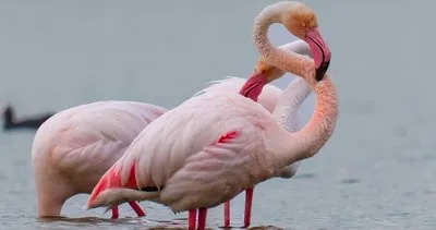 Flamingolar o ilimize akın etti