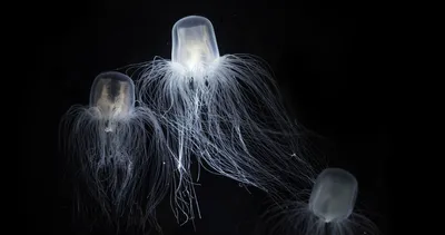 Dünyanın en uzun yaşayan hayvanları! Biyolojik olarak ölümsüz olanlar var!