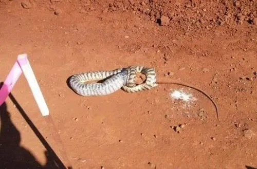 Yılan böyle ziyafet çekti