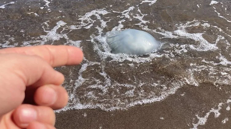 Tatilcilere denizanası uyarısı: Yanma, kızarma, su toplaması ve kaşıntı varsa…