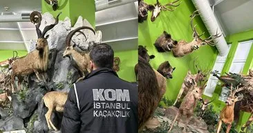 İstanbul’da şoke eden manzara: Timsah, aslan hatta kutup ayısı bile var!