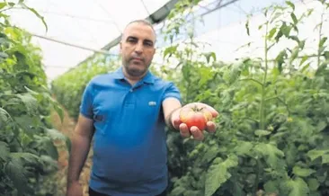 Domatesin koronası İsrail virüsü