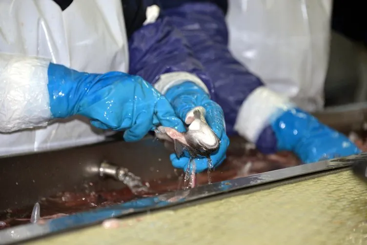 Denizi olmayan Kahramanmaraş, yılda 20 milyon dolarlık balık ihraç ediyor